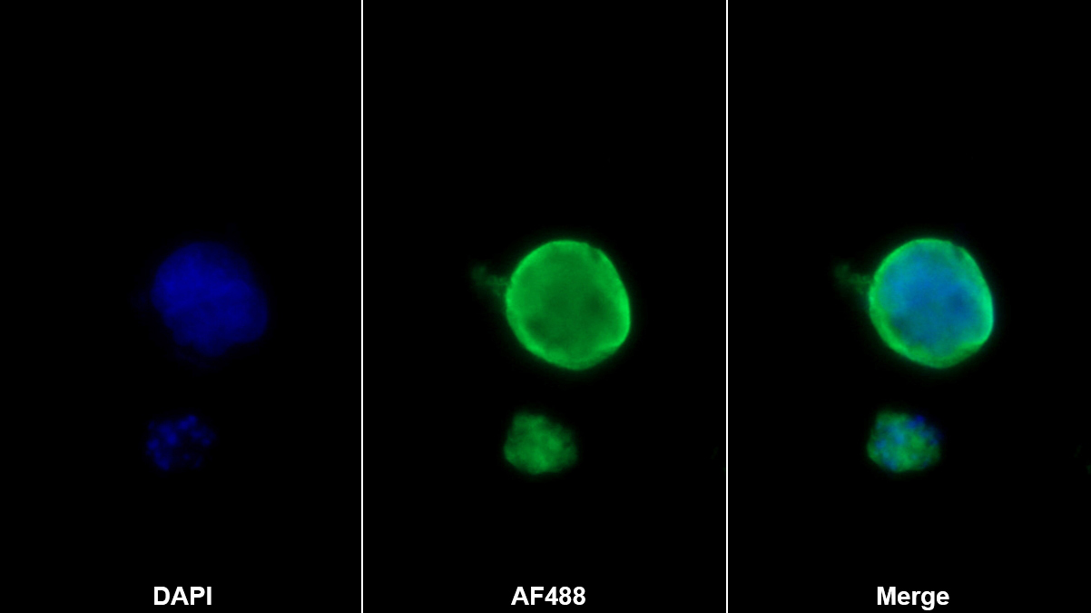 整合素关联蛋白(IAP)单克隆抗体
