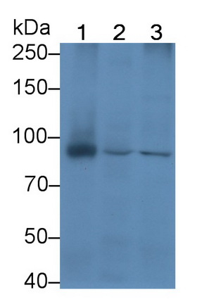 连环蛋白β1(β-catenin)单克隆抗体