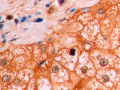 连环蛋白β1(β-catenin)单克隆抗体