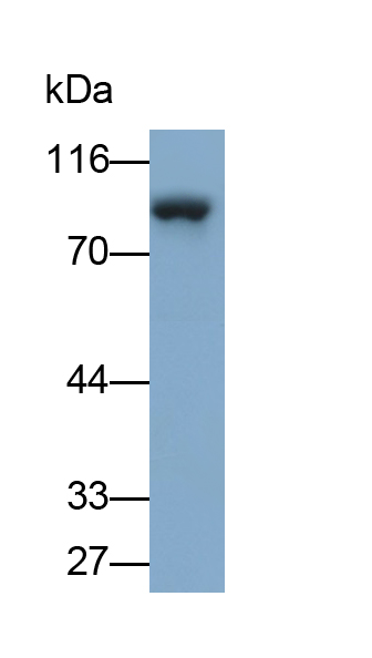 连环蛋白β1(β-catenin)单克隆抗体