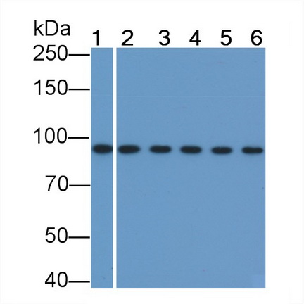 連環(huán)蛋白β1(β-catenin)單克隆抗體
