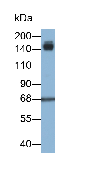 蛋白酪氨酸磷酸酶受體C(CD45)單克隆抗體