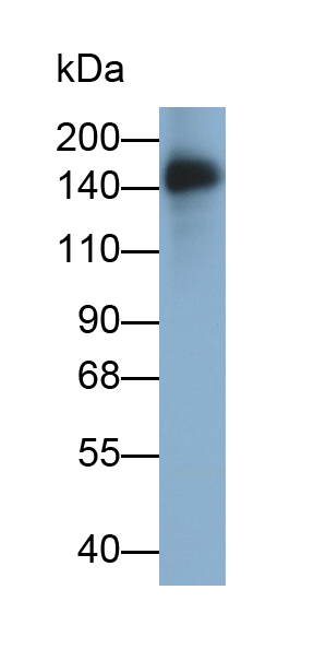 蛋白酪氨酸磷酸酶受体C(CD45)单克隆抗体