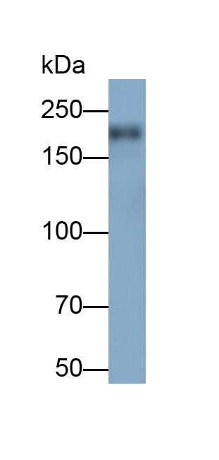 蛋白酪氨酸磷酸酶受體C(CD45)單克隆抗體