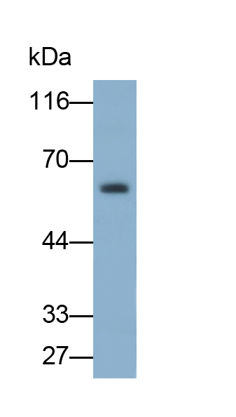 CD15分子(CD15)单克隆抗体