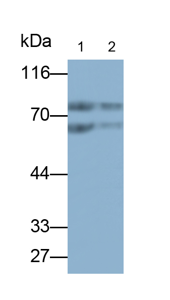CD15分子(CD15)單克隆抗體