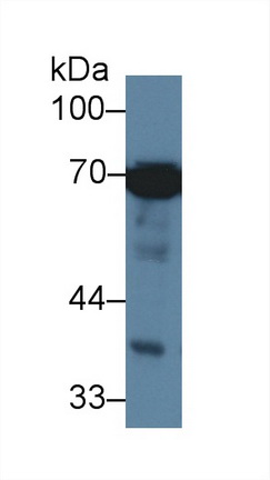 70kDa熱休克蛋白1樣蛋白(HSPA1L)單克隆抗體