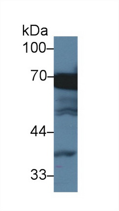 70kDa熱休克蛋白1樣蛋白(HSPA1L)單克隆抗體