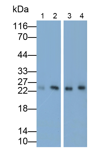 運動因子相關(guān)蛋白1(MRP1)單克隆抗體