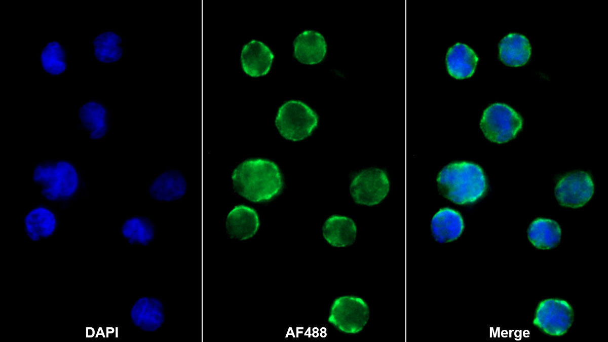CD8a分子(CD8a)单克隆抗体