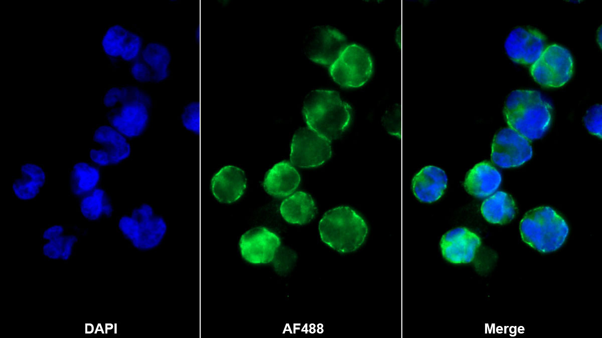 CD8a分子(CD8a)单克隆抗体