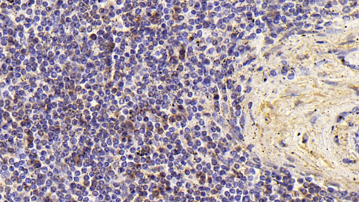 CD8a分子(CD8a)單克隆抗體