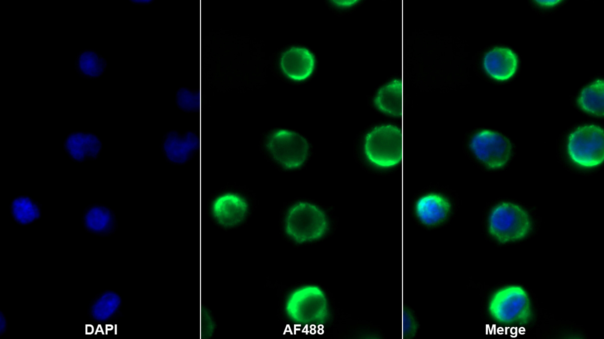 抗增生抗体靶分子1(TAPA1)单克隆抗体