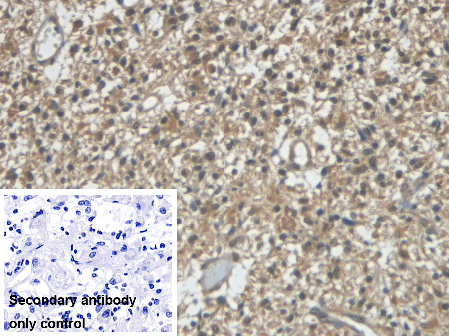 VGF神經(jīng)生長(zhǎng)因子誘導(dǎo)蛋白(VGF)單克隆抗體