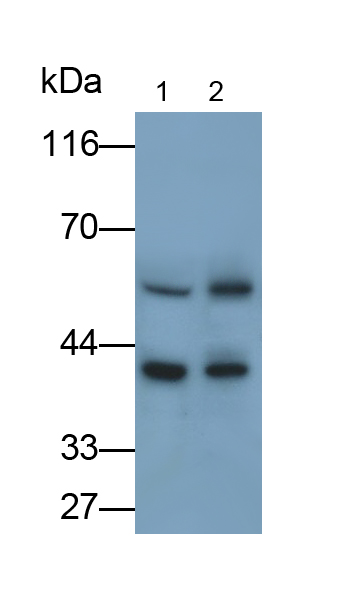 CD4分子(CD4)單克隆抗體