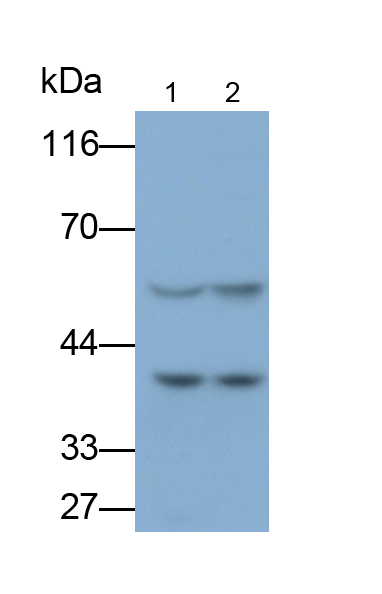 CD4分子(CD4)單克隆抗體