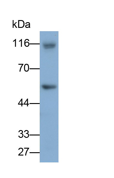 CD4分子(CD4)單克隆抗體