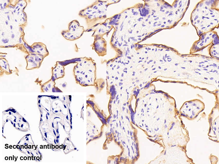 胎盤(pán)堿性磷酸酶(ALPP)單克隆抗體