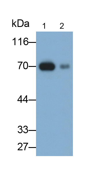 CD73分子(CD73)单克隆抗体