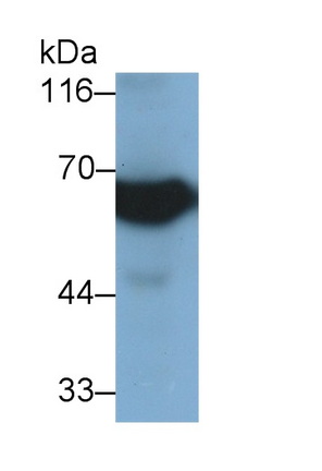 CD73分子(CD73)單克隆抗體