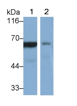 CD73分子(CD73)单克隆抗体