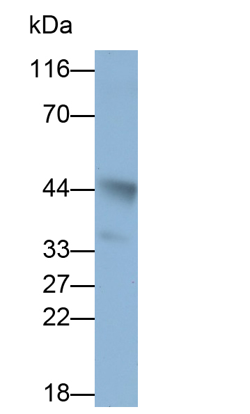 轉(zhuǎn)錄激活因子4(ATF4)單克隆抗體