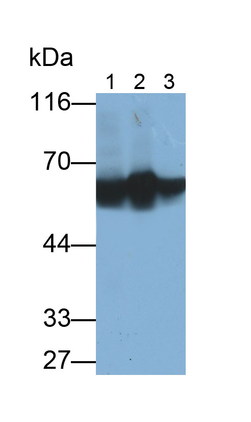 唾液淀粉酶α1(AMY1A)单克隆抗体