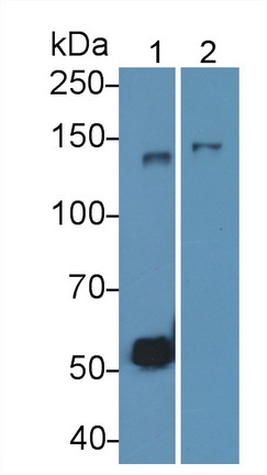CD163分子(CD163)单克隆抗体