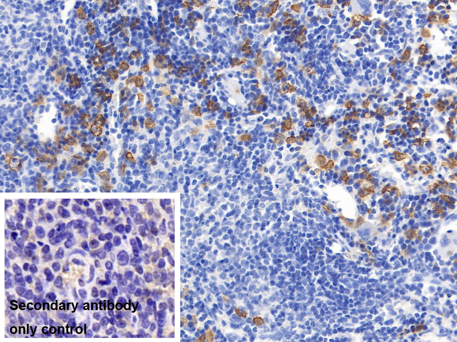 CD163分子(CD163)單克隆抗體