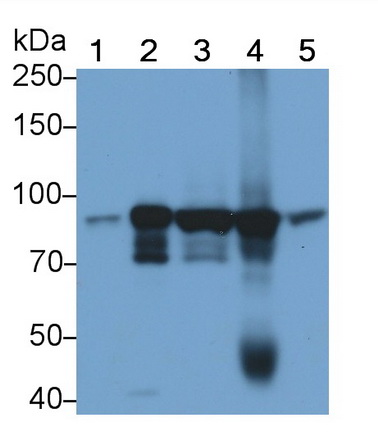 信号传导转录激活因子3(STAT3)单克隆抗体