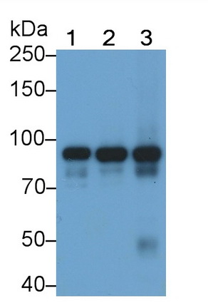 信号传导转录激活因子3(STAT3)单克隆抗体