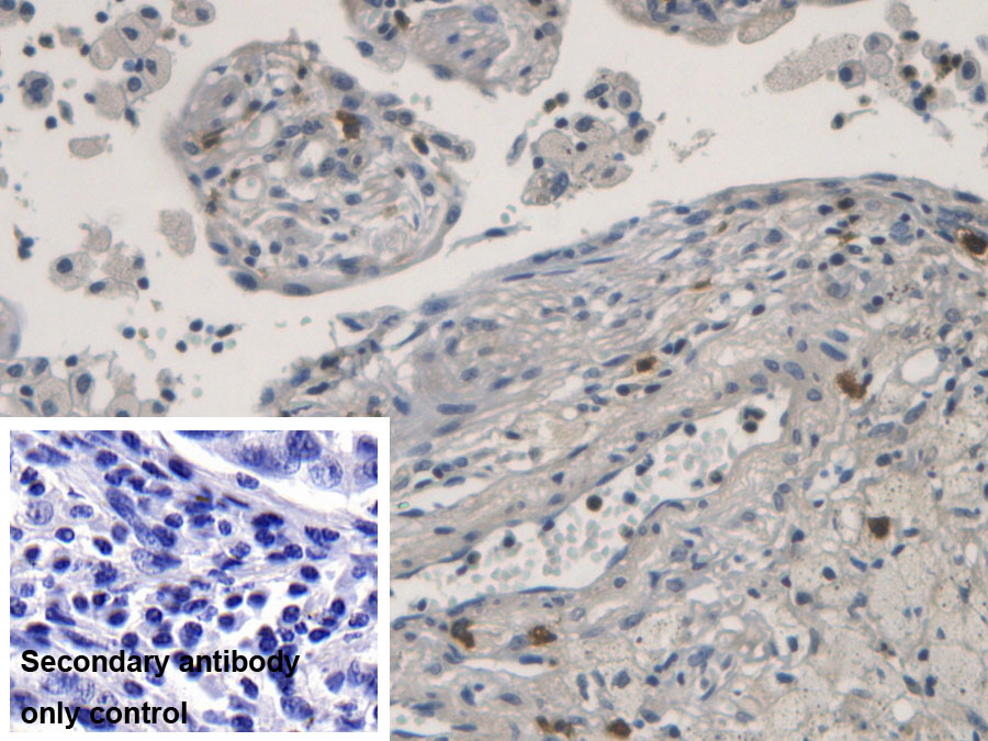 核糖核酸酶A3(RNASE3)单克隆抗体