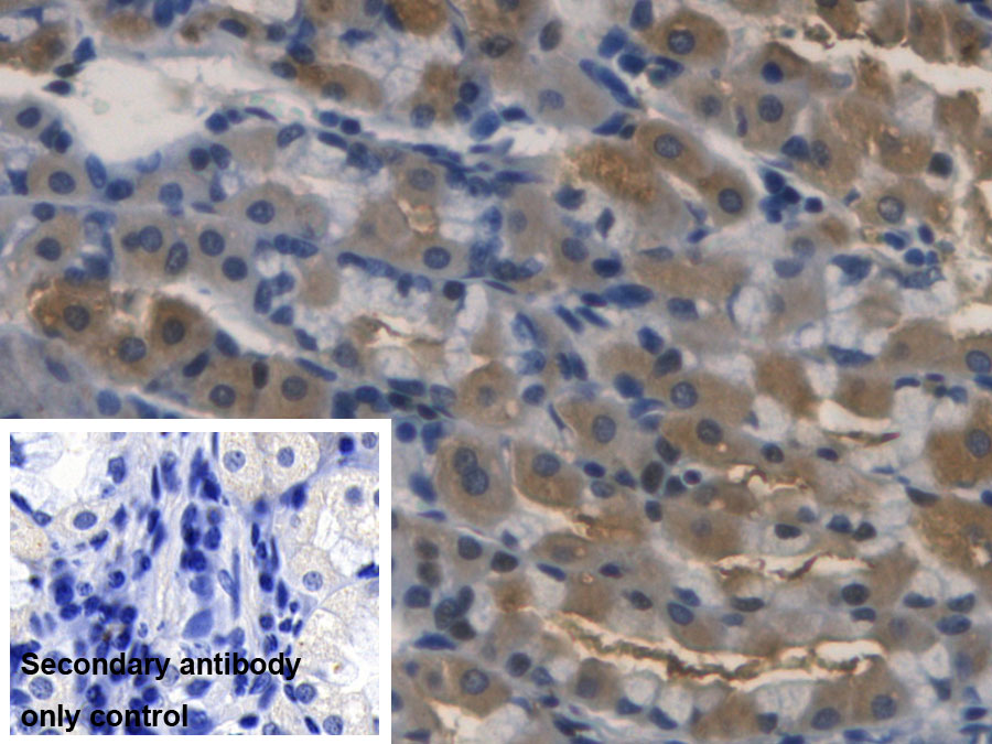 核糖核酸酶A3(RNASE3)单克隆抗体
