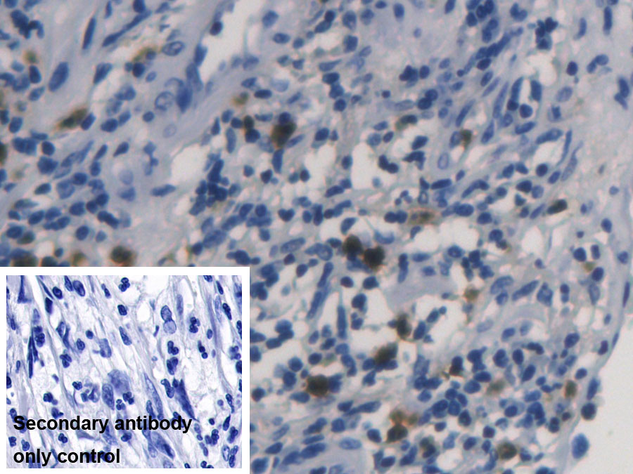 核糖核酸酶A3(RNASE3)单克隆抗体