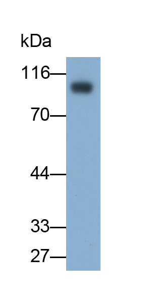 腦啡肽酶(CD10)單克隆抗體