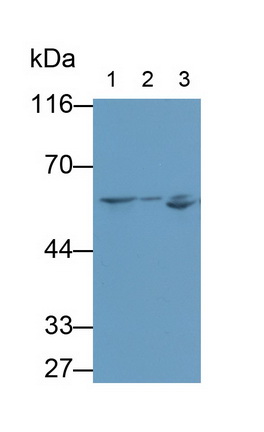 神經(jīng)調(diào)節(jié)素1(NRG1)單克隆抗體