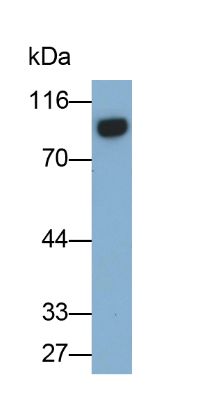 CD19分子(CD19)单克隆抗体