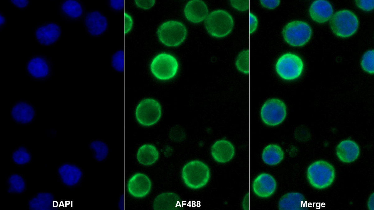 CD19分子(CD19)單克隆抗體