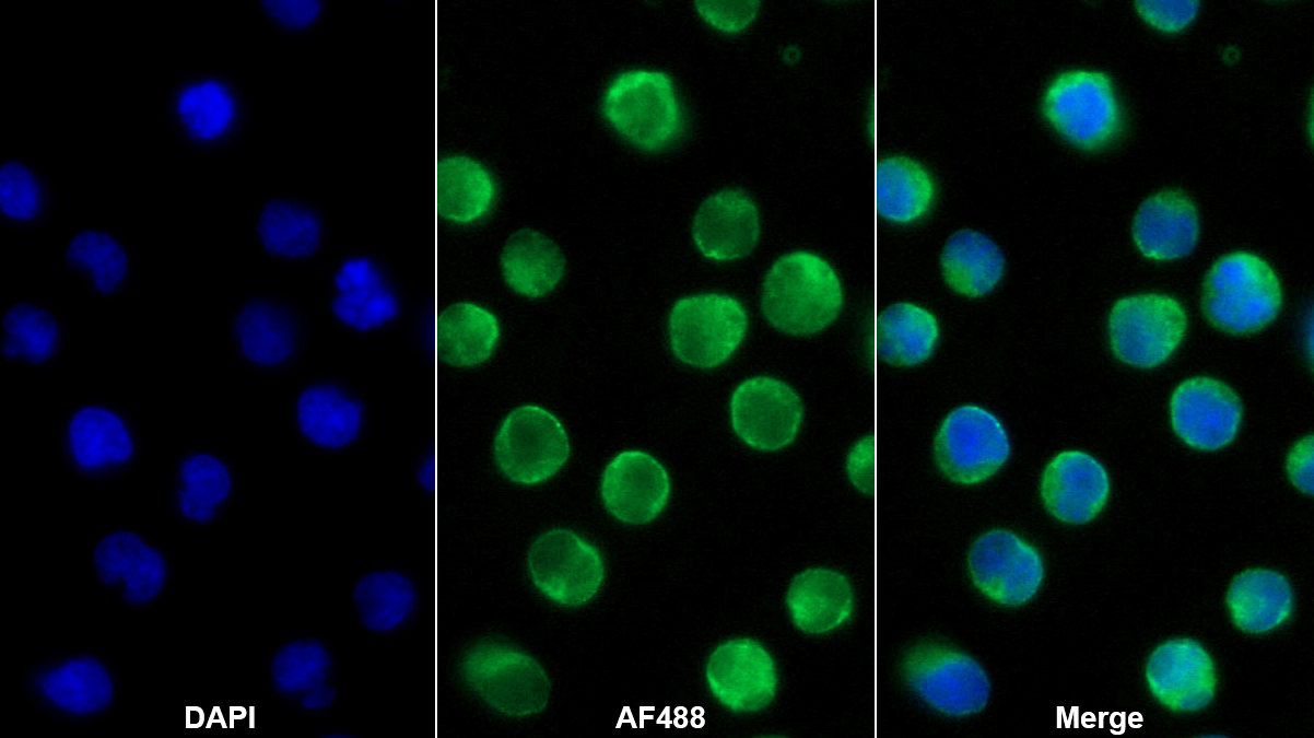 CD19分子(CD19)單克隆抗體
