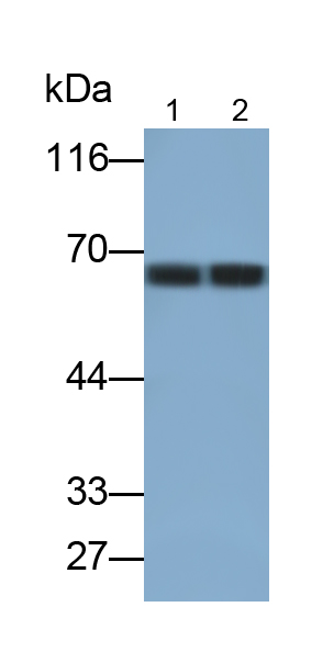 CD19分子(CD19)单克隆抗体