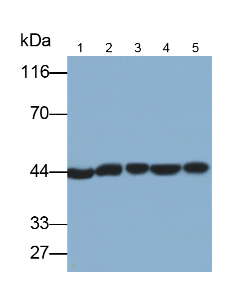 43kDa Tar DNA結(jié)合蛋白(TDP43)單克隆抗體
