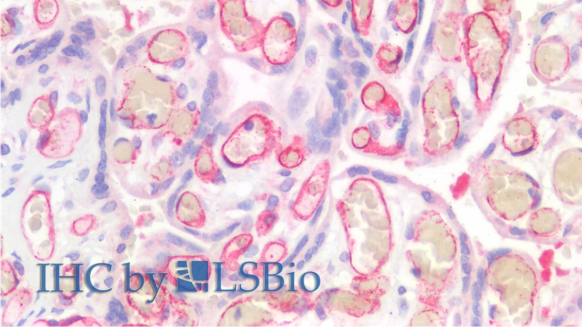 CD34分子(CD34)單克隆抗體