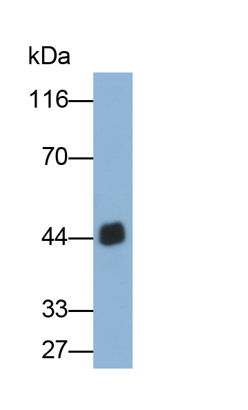 載脂蛋白A4(APOA4)單克隆抗體