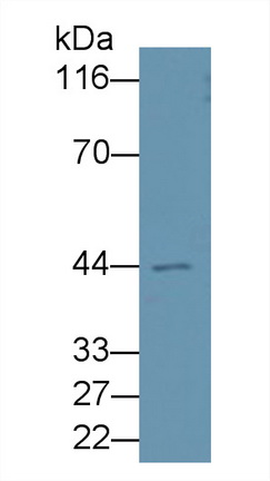 載脂蛋白A4(APOA4)單克隆抗體
