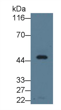 載脂蛋白A4(APOA4)單克隆抗體