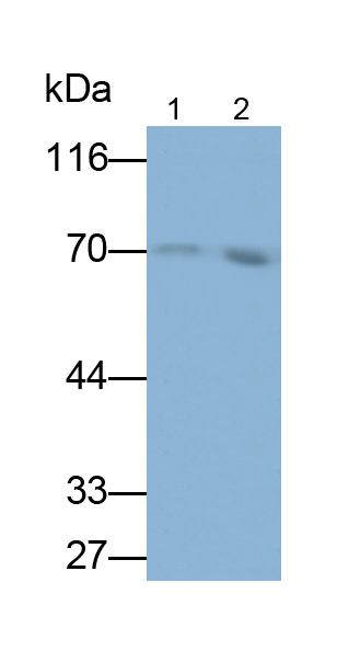 絲氨酸蛋白酶抑制劑A10(SERPINA10)單克隆抗體