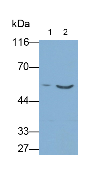 角蛋白8(CK8)單克隆抗體