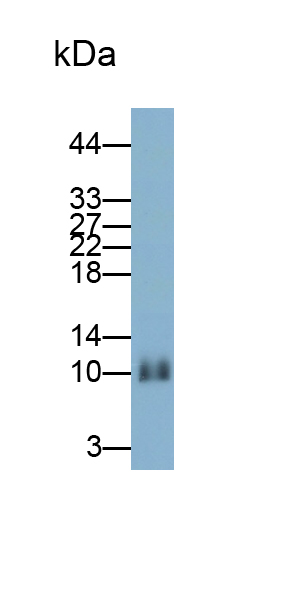 白介素22(IL22)单克隆抗体