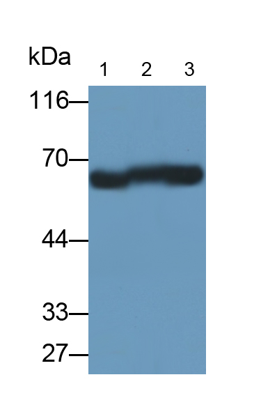 组蛋白脱乙酰基酶1(HDAC1)单克隆抗体