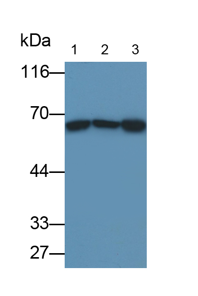 组蛋白脱乙酰基酶1(HDAC1)单克隆抗体